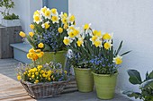 Spring blooms in pots and basket at the entrance to Narcissus 'Goblet'