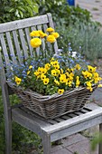 Blau - gelb bepflanzter Frühlingskorb auf Stuhl