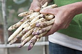 Hände mit frisch geerntetem Spargel (Asparagus officinalis)