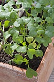 Sämlinge von Broccoletto 'Rapa Sponsa' (Brassica rapa ssp. oleifera)