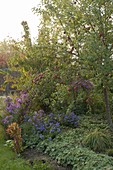 Apfelbaum (Malus) mit roten Äpfeln , Aster (Herbstastern), Alchemilla