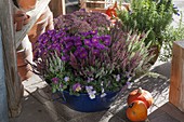 Blue tin bowl with Viola cornuta, Calluna vulgaris