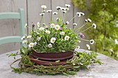 Maiengrün, Bellis perennis in old enamel bowl