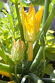 Zucchini 'Goldrush' (Cucurbita), männliche und weibliche Blüten