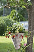 Korbampel mit Erdbeere (Fragaria) an Baum gehängt
