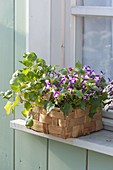 Wicker basket with spoonbill and Torenia 'Lovely Purple'
