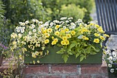 Grüner Holzkasten gelb-weiss bepflanzt : Argyranthemum frutescens