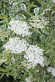 Sambucus nigra Albovariegata (white-colored elderberry)