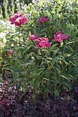 Paeonia lactiflora 'Tom Eckardt' (Edel-Pfingstrose) mit Heuchera