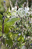 Salvia sclarea var. Turkestanica 'Alba' White-Blooming Clary Sage