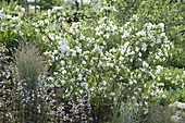 Scented flower bed with cottage jasmine