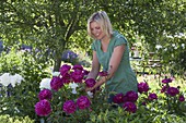 Flower bed with Paeonia lactiflora under the apple tree