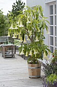 Brugmansia arborea Hybride 'Sunny' (Engelstrompete)