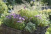 Perennials and grasses in a bed with hazel-wicker border