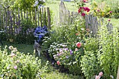 Summer bed with perennials and roses at the fence