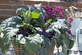 Basket with blue kohlrabi 'delikatess' and nemesia