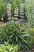 Morina longifolia (elves thistle, quince thistle)