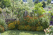 Helenium hybrids 'Waltraut' 'Wyndley', Tagetes tenuifolia