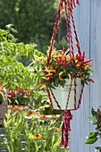 Macrame hanging basket made of colorful ribbons with a hint of laces