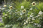 White-yellow flower bed with Helianthus annuus 'Buttercream'