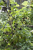 Schwarze Johannisbeere 'Kir Royal' (Ribes nigrum)