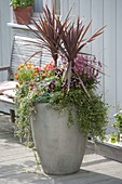 Tall gray pot with Cordyline australis 'Red Star'