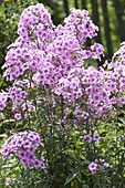 Phlox paniculata 'Bright Eyes' (Flammenblumen)