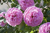Rosa 'Hunyard' (Castle - Rose), oefterbluehend , gesund, wenig oder kein Duft