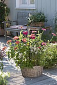 Korb mit Zinnia (Zinnien), Majoran (Majorana hortensis) und Thymian