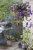 Blau - violett bepflanzter Balkon : Petunia 'Sanguna Radiant Blue' in Ampel