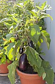 Aubergine 'Maria' (Solanum melongena) in Tontopf