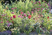 Bed with Cosmos bipinnatus, Zinnia