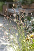 Bouteloua gracilis (mosquito grass)