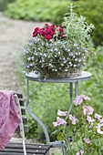 Kleiner Korb mit Lobelia (Männertreu), Dianthus 'Purple Wings' (Nelken)