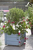 Mobile wooden box planted with rosemary