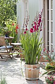 Gladiolus 'Plumtart' in wooden tub on the terrace