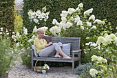 Shady seating area on wooden bench on white flowerbed with hydrangea