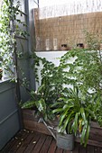 Indoor plants and potted plants over summer