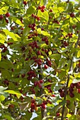 Cornus mas 'Jolico' (Kornelkirsche), reife, dunkelrote Früchte