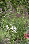 Perennial flowerbed with Verbena hastata 'Pink Spiers'