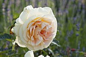 Rose 'Candlelight' with a strong scent, often blooming from Tantau