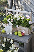 Bellis Tasso 'Strawberry & Cream' (daisies) in wooden stretcher