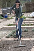 Prepare the vegetable bed and plant the casing of parsley