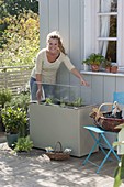 Plastic box with hood as a cold frame on the terrace