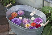 Zinkwanne mit Blüten von Dahlia (Dahlien) und Schwimmkerzen
