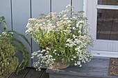 Gypsophila paniculata 'Festival Star' (Schleierkraut)