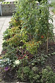 Mound vegetable bed with tomatoes, chillies, hot peppers