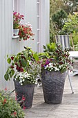 Tall gray bucket with peppers, hot peppers, Calibrachoa Celebration