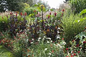 Red flowerbed with Canna, Zinnia, Salvia