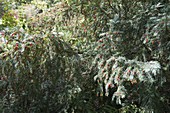 Taxus baccata (Eibe) weiblich mit roten Früchten